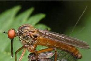 Order Diptera feeding.  Diptera.  Meaning in human life
